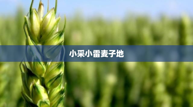 小采小雷麦子地