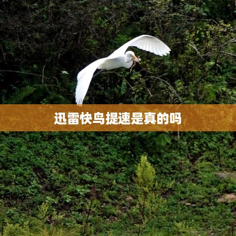 迅雷快鸟提速是真的吗
