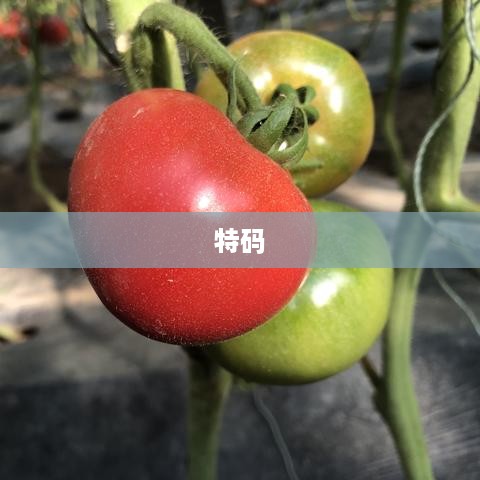 特码精选，揭秘数字背后的奥秘。