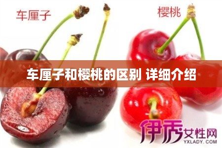 车厘子与樱桃的差异解析，详细介绍