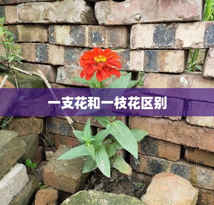 一支花与一枝花的区别
