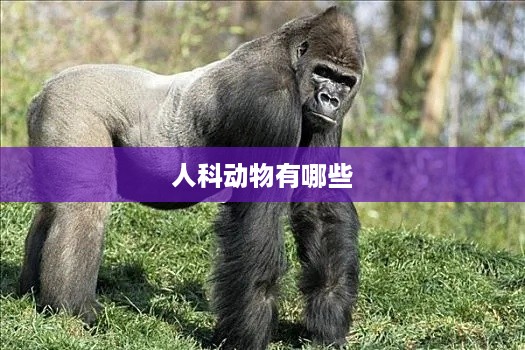 人科动物包括人类、黑猩猩、大猩猩等。