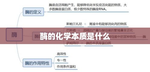 酶的化学本质是蛋白质或RNA。