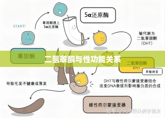二氢睾酮与性功能的关系