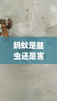 蚂蚁，益害共存的小生物