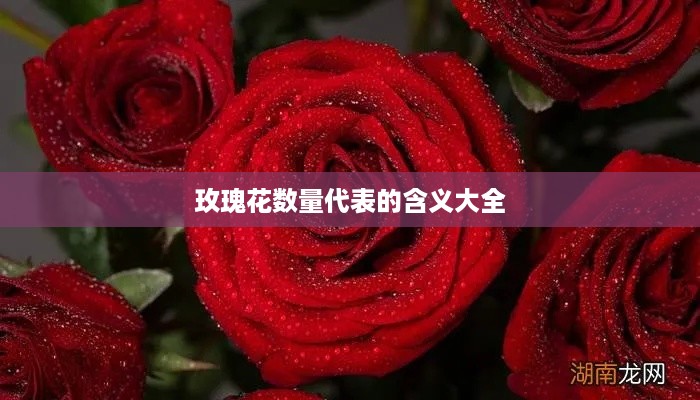 玫瑰花数量代表的含义大全