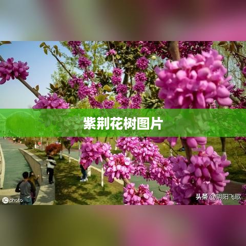紫荆花树美丽图片欣赏