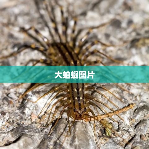 大蚰蜒图片精选