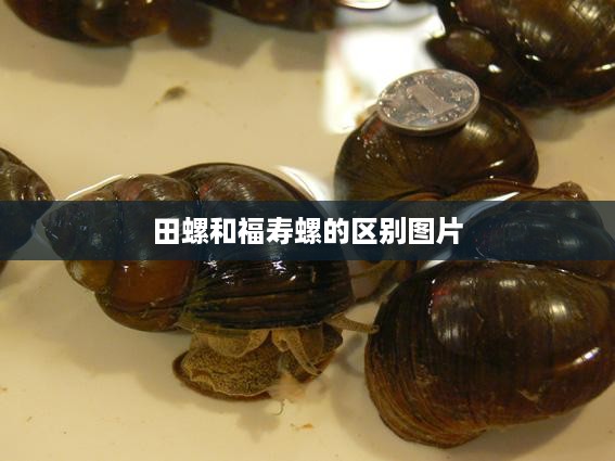 田螺与福寿螺的区别图片对比