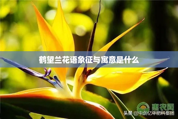鹤望兰的花语象征与寓意