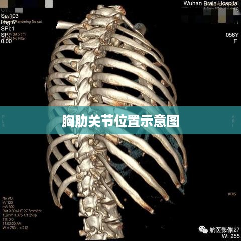 胸肋关节位置示意图，直观解析胸骨与肋骨的连接点