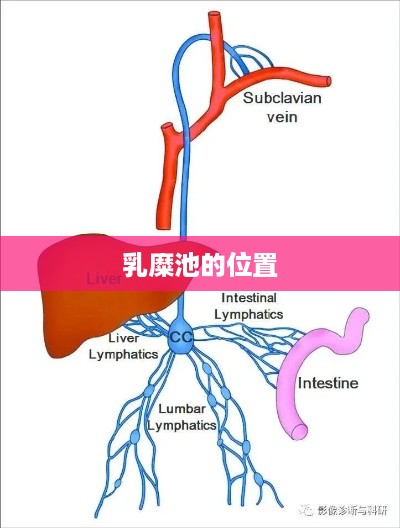 乳糜池的位置，位于人体上腹部。