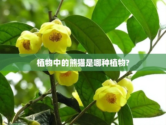 植物中的熊猫指的是竹子。