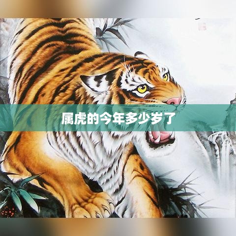 属虎的今年多少岁？