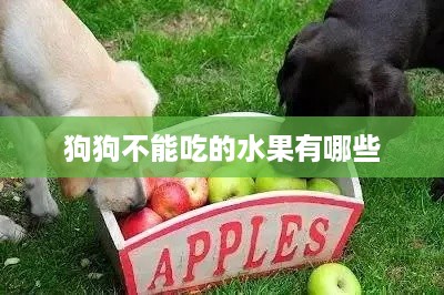 狗狗不能吃的水果及其注意事项