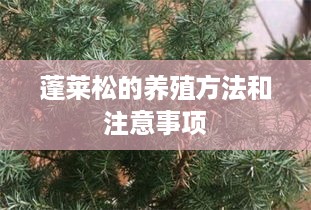 蓬莱松的养殖方法与注意事项