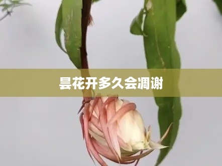 昙花绽放时间与凋谢时长探究