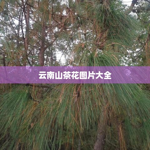 云南山茶花图片精选集