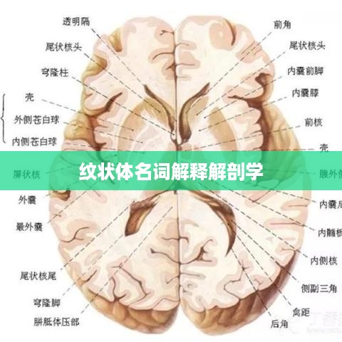 纹状体，解剖学名词解释