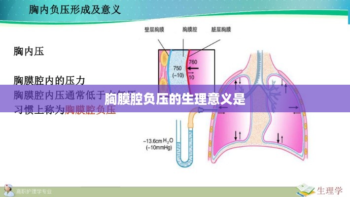 胸膜腔负压的生理意义及其重要性