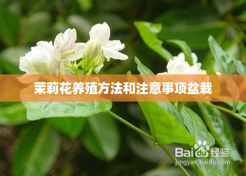 茉莉花盆栽养殖方法与注意事项