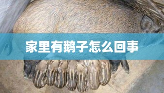 家里有鹅子的原因可能是，，饲养宠物，有人将鹅作为宠物来饲养。，意外闯入，鹅可能因为某些原因误入家中。，因此，一个可能的标题是，，家里出现鹅子，是宠物还是意外闯入？，直接反映了问题，并暗示了可能的原因。  第1张