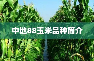 中地88玉米品种简介