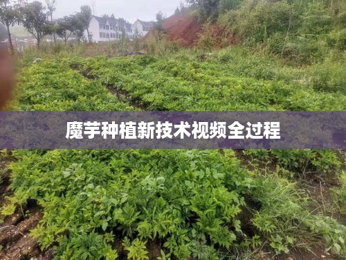 魔芋种植新技术视频，全流程解析