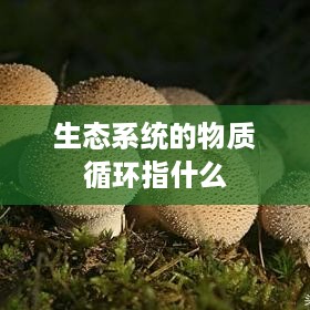 生态系统的物质循环定义与作用