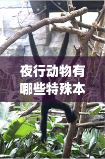 夜行动物的特殊本领，夜视与捕猎的独特技能