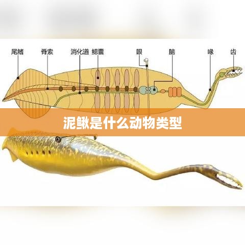泥鳅，水生小型无脊椎动物。