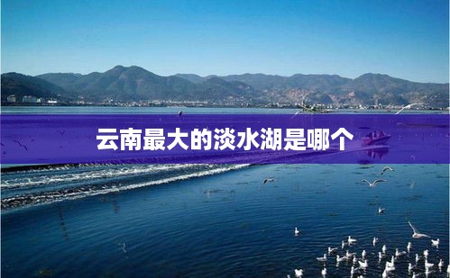云南最大的淡水湖是抚仙湖。