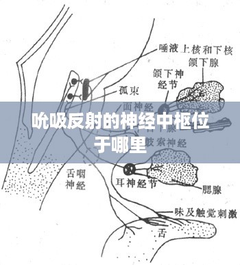 吮吸反射的神经中枢位于脊髓。