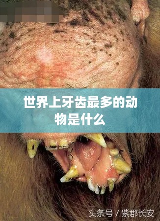 世界上牙齿最多的动物，河马或巨嘴鸟？