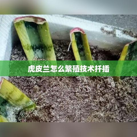 虎皮兰的扦插繁殖技术