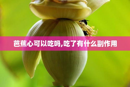 芭蕉心可食用性及副作用解析  第1张