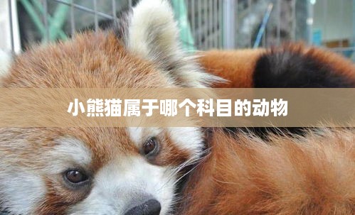 小熊猫的所属科目，哺乳动物科