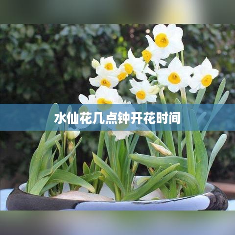 水仙花开花时间，通常在早晨或上午时段，具体时间因季节和气候而异。