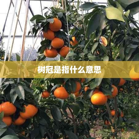 树冠的定义与意义