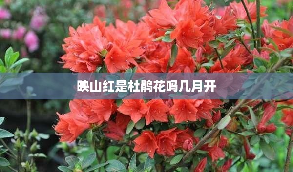映山红与杜鹃花的关系及开花时间标题，，映山红，杜鹃花的别称，几月绽放？