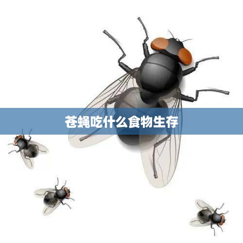 苍蝇的生存食物来源