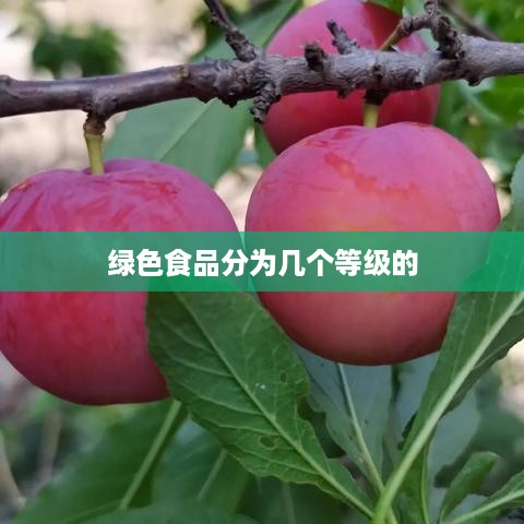 绿色食品的等级划分  第1张