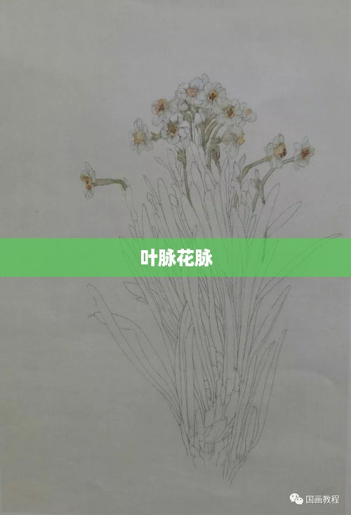 叶脉与花脉，植物生命的脉络之美