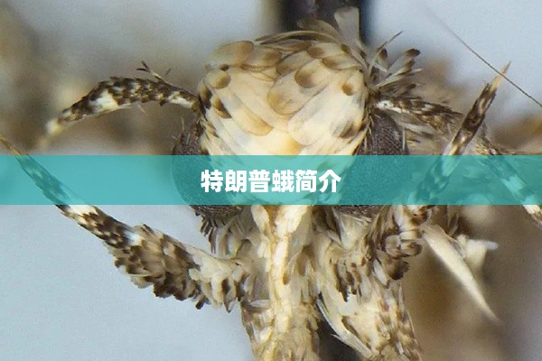 特朗普蛾简介
