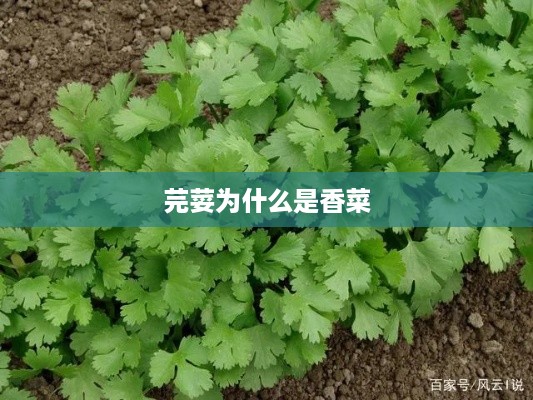 芫荽与香菜的命名差异，原因与文化背景