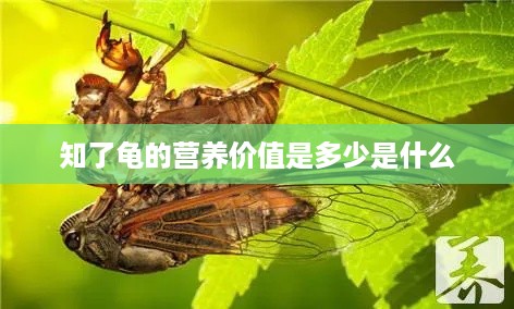知了龟的营养价值，全面了解其营养含量
