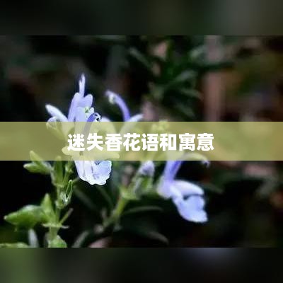 迷失香花语与寓意