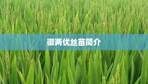徽两优丝苗，品种简介