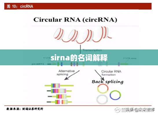 SIRNA的名词解释