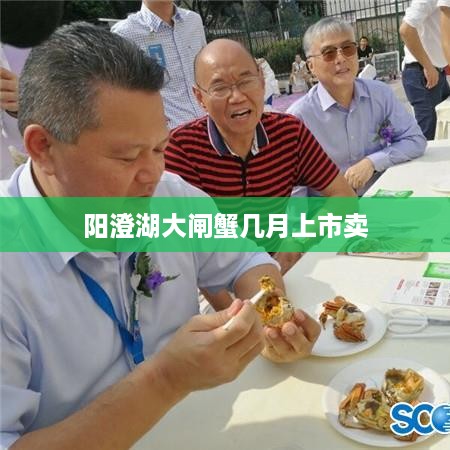 阳澄湖大闸蟹上市销售时间